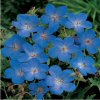 Geranium Johnson Blue